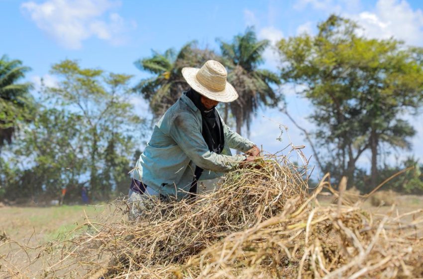  Productores de frijol recibirán pago por más de un millón de balboas