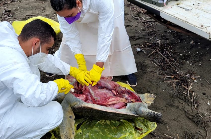  MiAMBIENTE: Avanzan investigaciones para identificar la causa de muerte de varias tortugas reportadas en diferentes áreas del país