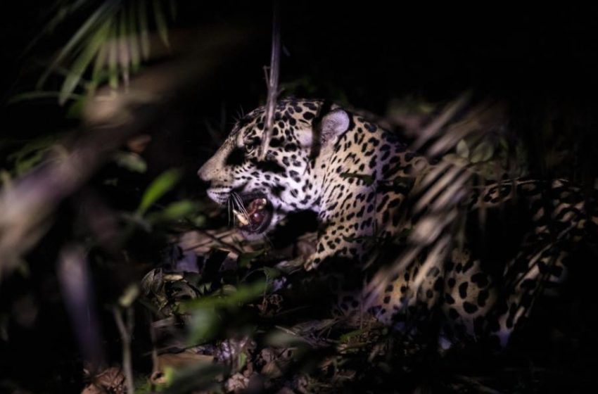  Ante Líderes Mundiales, Fundación Yaguará Panamá posiciona relevancia del jaguar para la biodiversidad del mundo