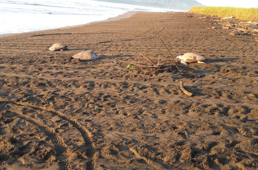  Más 4, 000 tortugas marinas desovan Isla Cañas