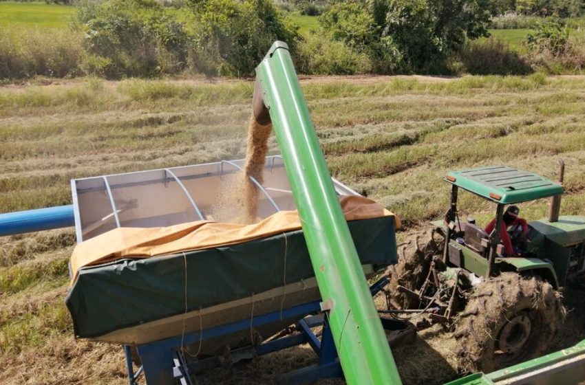  Autoridades agropecuarias rinden informe sobre la siembra de arroz en Panamá 