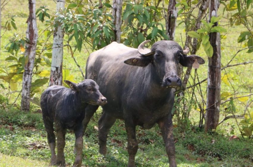  Buscan alternativas de mejoramiento genético de las razas de búfalos en Panamá