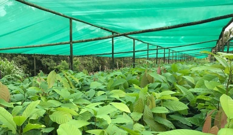  MIDA distribuye plantones de cacao en Chiriquí