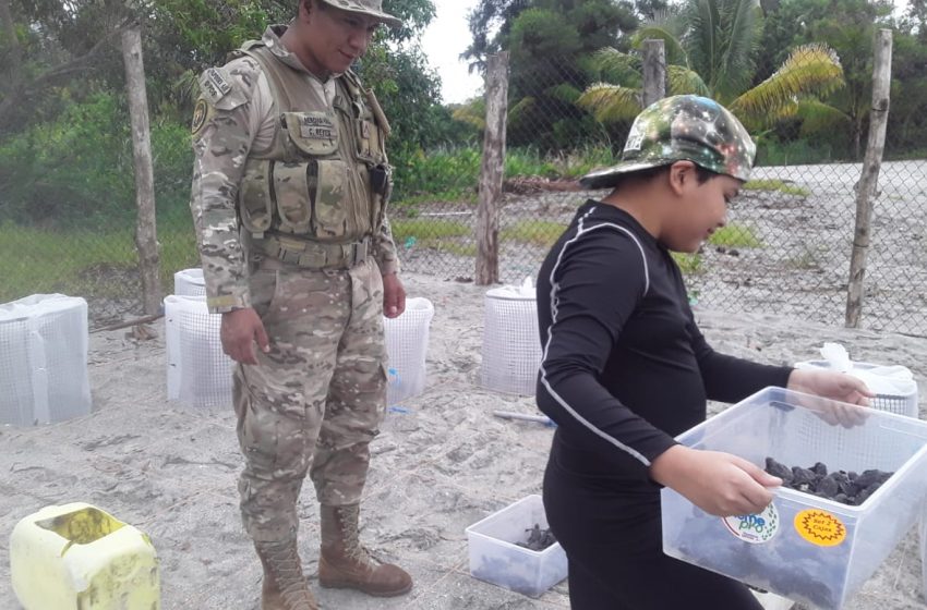  275 neonatos de tortuga Lora fueron liberados en Punta Chame