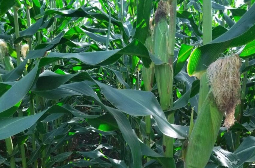  MIDA reporta más de 20 mil hectáreas de maíz sembradas