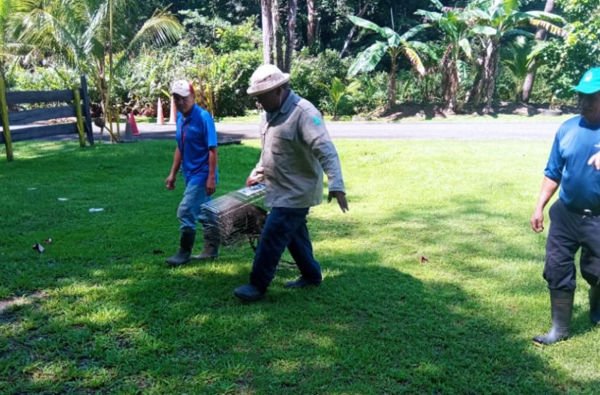  Realizan rescate de dos mapaches en la zona libre de Colón