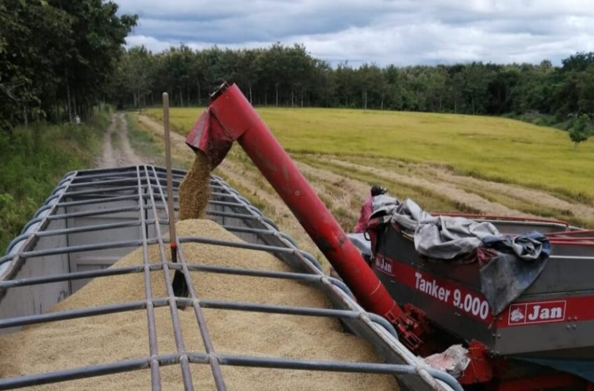  MIDA presenta informe semanal del arroz en Panamá