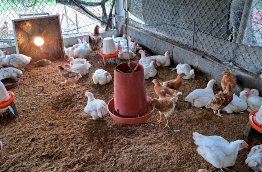  Avanza programa de agricultura y cría de aves de corral en Llano Marín