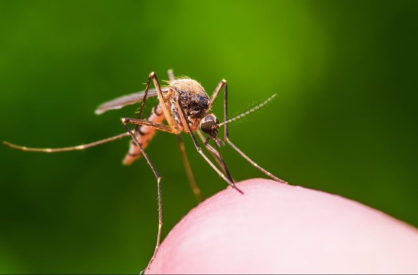  Minsa confirma primer deceso por malaria del 2022