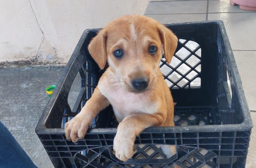  Oficiales de Derechos Humanos de Coclé rescatan mascota abandonada
