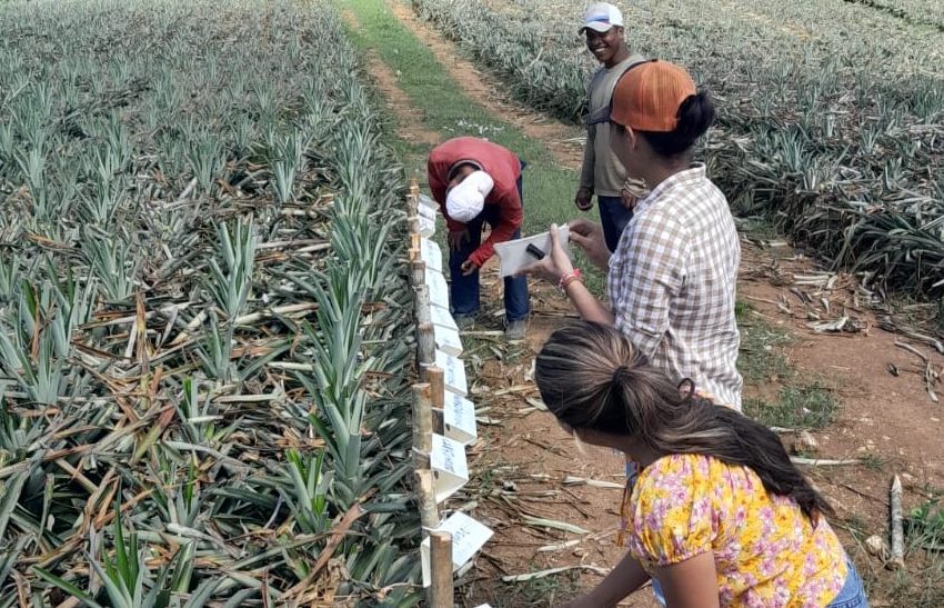  Sanidad Vegetal fortalece acciones contra la plaga de cochinillas en cultivo de piña