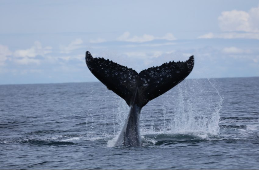  Panamá sanciona Ley para protección de los mamíferos marinos