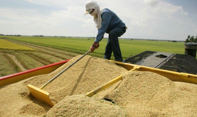  Gabinete aprueba importación de arroz luego de consenso con Cadena Agroalimentaria