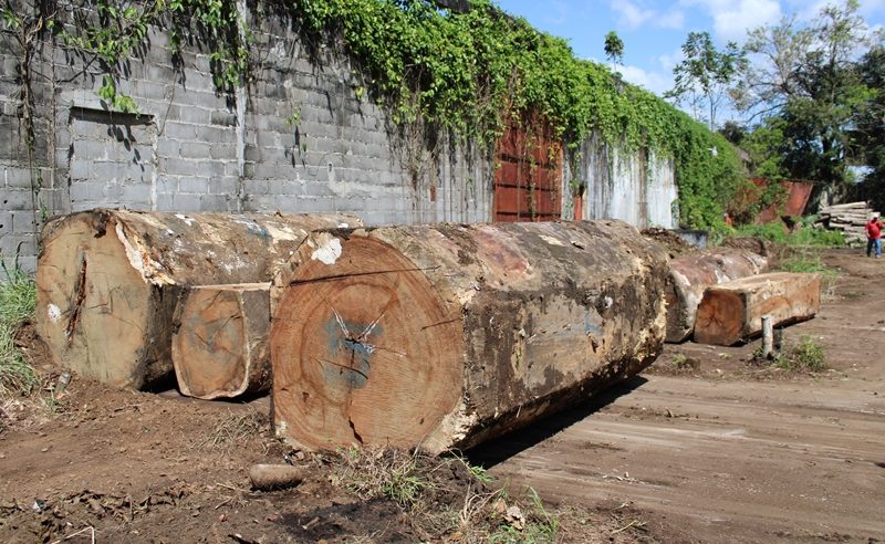  MiAMBIENTE donará madera para construcción de viviendas en Walla