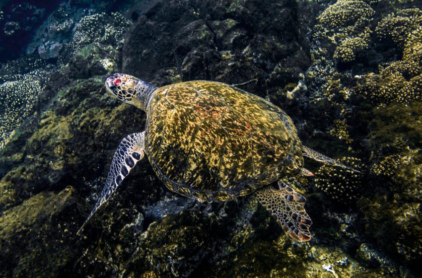  Panamá cuenta con una nueva ley que vela por la protección de las tortugas marinas