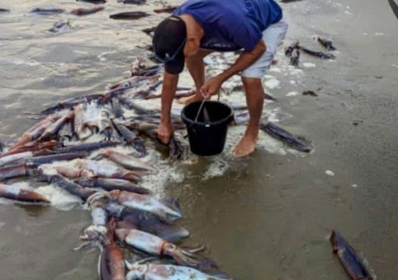  Varamiento de calamares en las costas de Los Santos