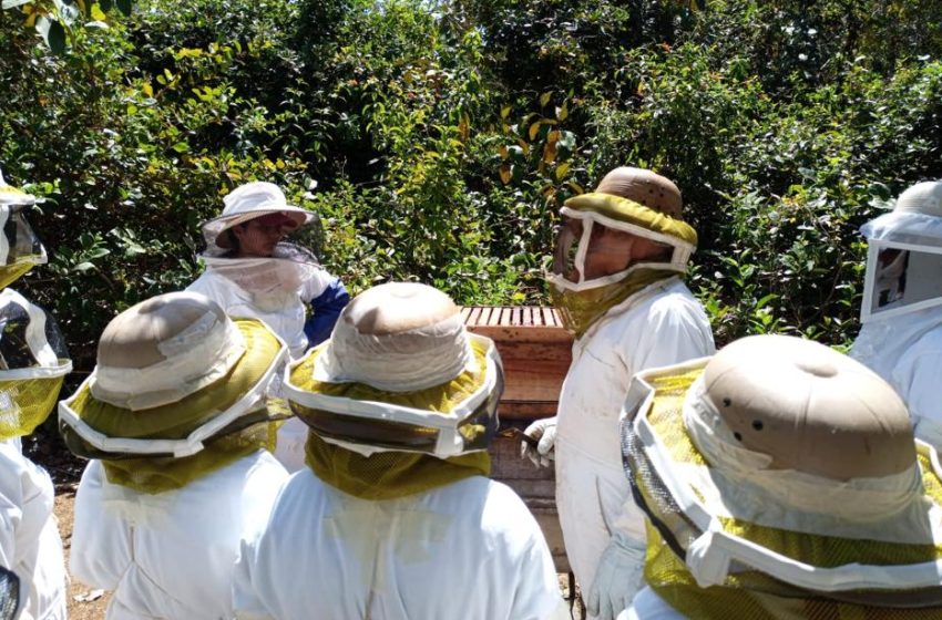  Para producir miel de abeja mujeres chiricanas reciben capacitación