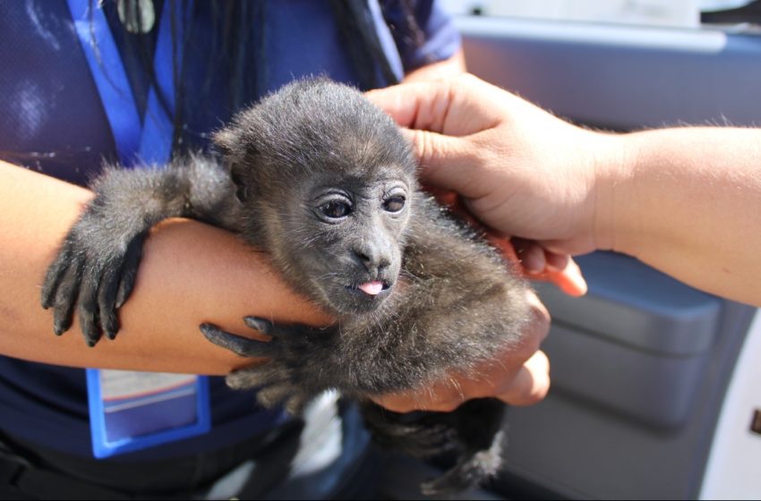  Rescatan a una cría de mono aullador en Chiriquí