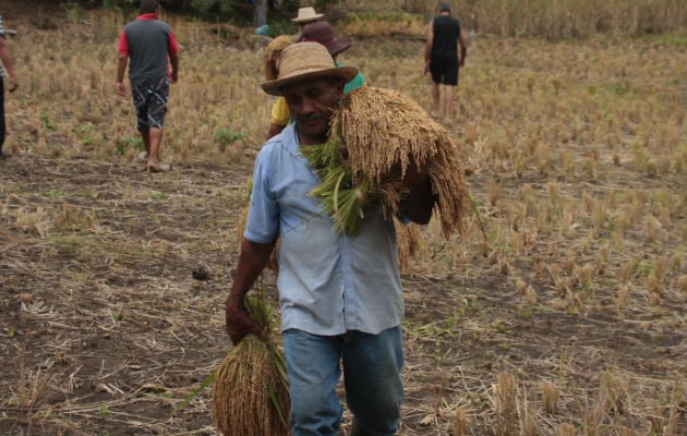  Gobierno Nacional ha desembolsado más de 70 millones en pagos de compensación a los productores de arroz