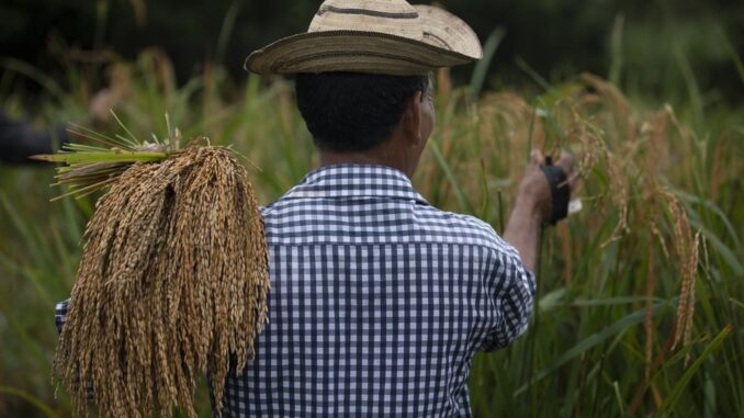 Gobierno Nacional desembolsa B/.10 millones a productores de arroz