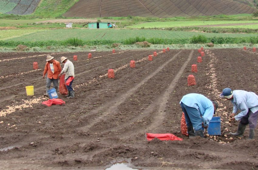  “No podemos permitir que el TPC acabe con los sectores agropecuarios panameños”, Ministro Valderrama