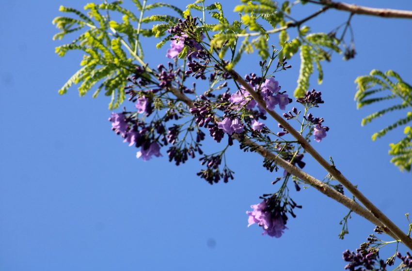  Jacaranda, un árbol de espectacular floración y de semillas ideales para la artesanía