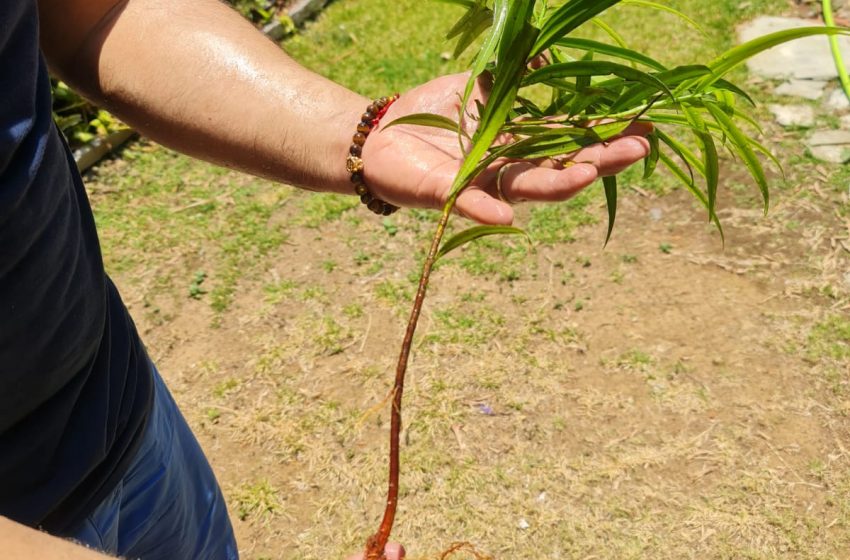  Un árbol panameño será plantado en los jardines del Vaticano