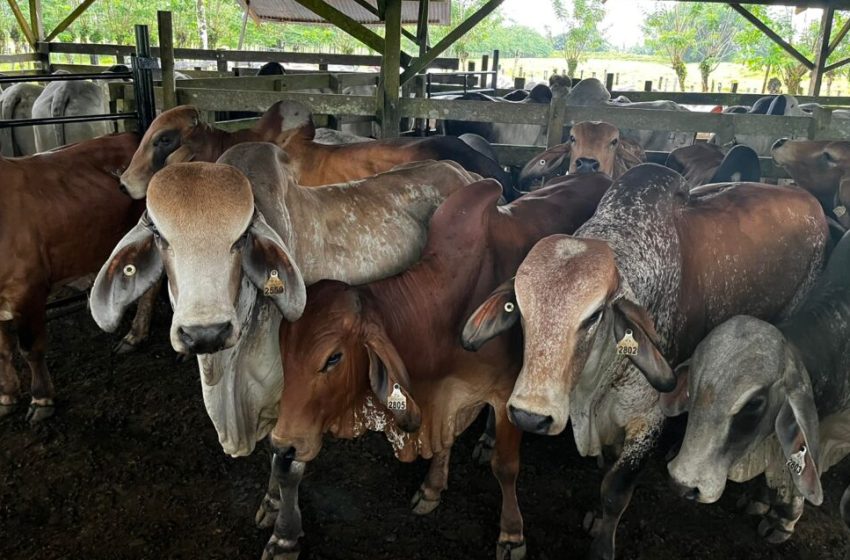  Gobierno impulsa producción ganadera con la entrega de 75 sementales de alta genética en Bocas del Toro