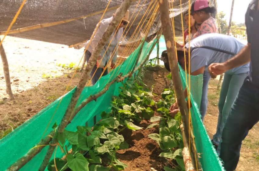  En Chepo productores se capacitan en manejo de cucurbitáceas y abono orgánico