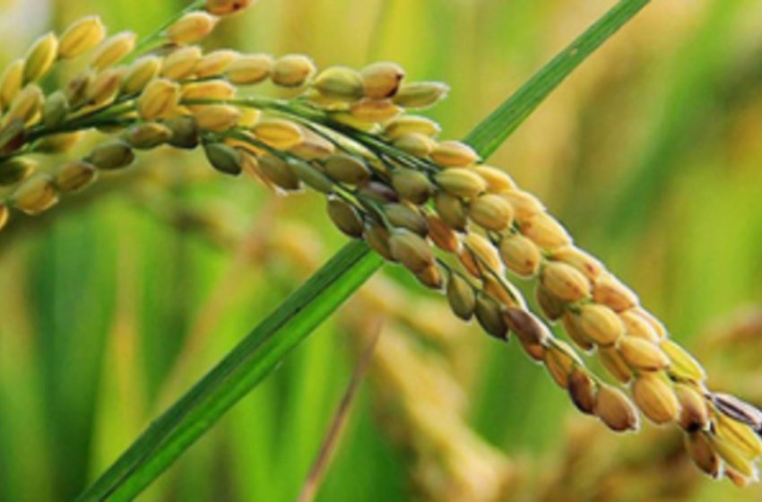  Panamá implementará proyecto tecnológico para mejorar la producción de arroz