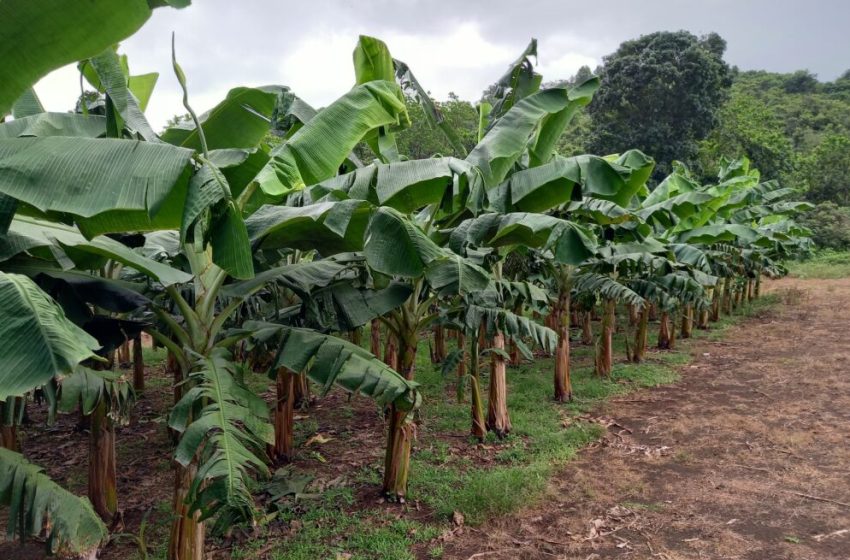  Comité de Semillas registra nuevos cultivares de maíz, plátano y banano