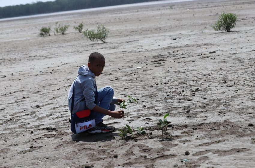  Productiva jornada de reforestación de manglares en Juan Díaz