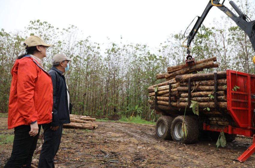  Misión panameña parte a Corea para conocer a mayor escala el sector productivo forestal de ese país