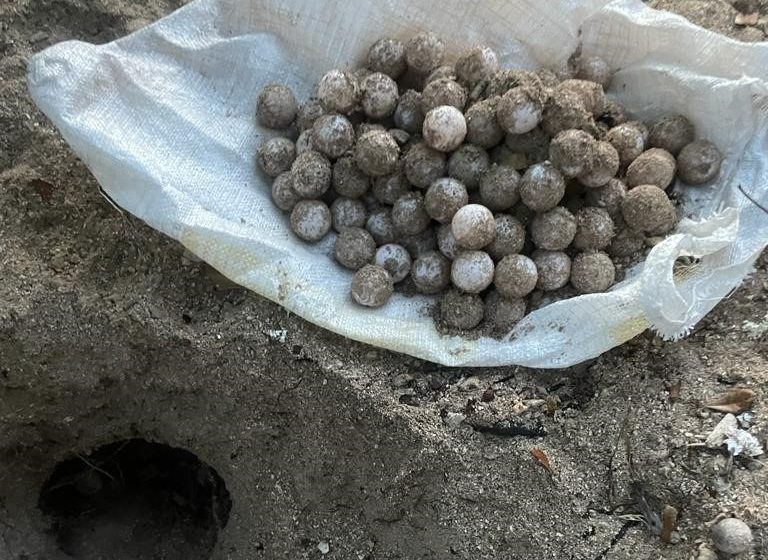  165 huevos de Tortuga Verde fueron puestos a salvo en Colón
