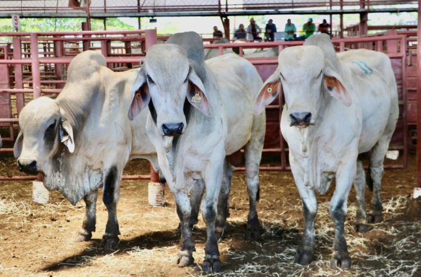  117 toros de alta genética entregó el Gobierno Nacional en la provincia de Coclé