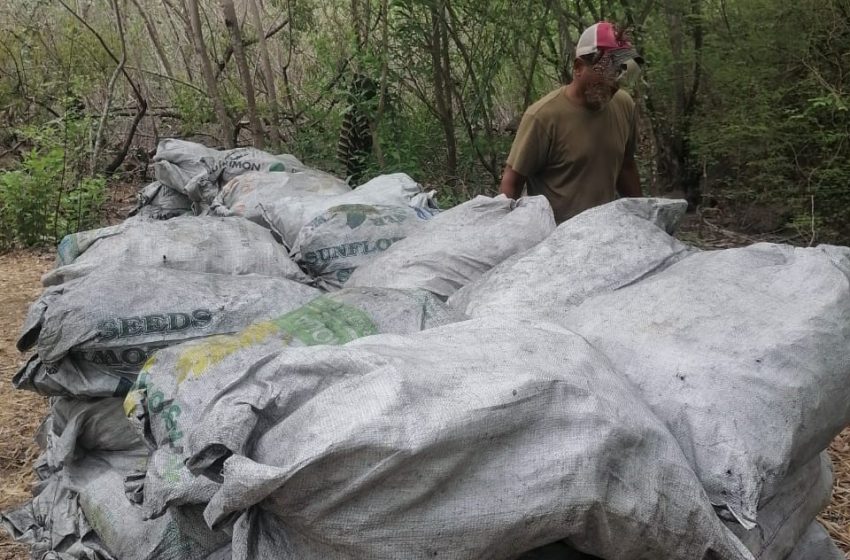  Decomisan 120 sacos con carbón vegetal en manglares de la Bahía de Chame