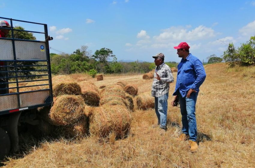  Confeccionan 2 mil bolas en ensilaje en Panamá Oeste para apoyar a ganadero