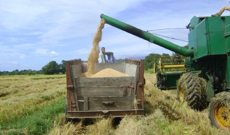  B/. 110 millones se han desembolsado para pagos de productores de arroz