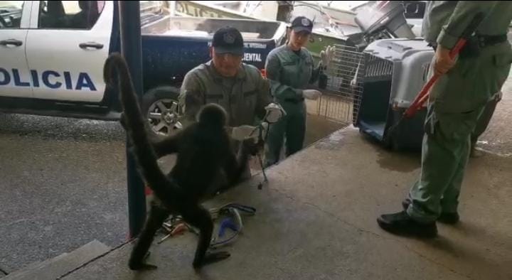  Rescatan mono araña que tenían encadenado en Capira