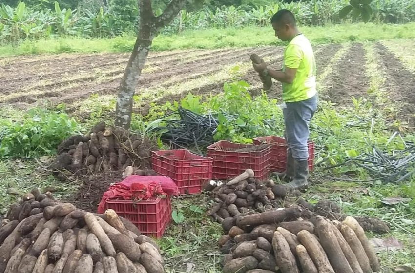  Autoridades agropecuarias siguen de cerca producción del ñame panameño
