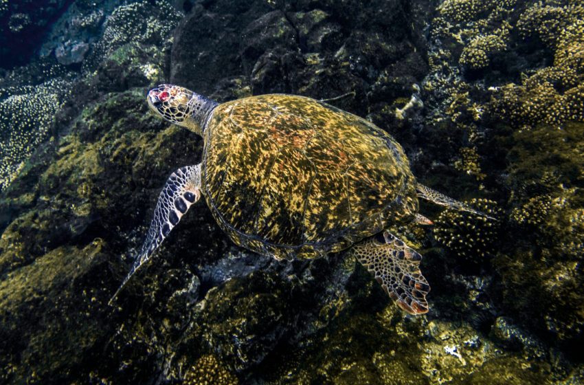  Tortugas marinas: animal de gran historia