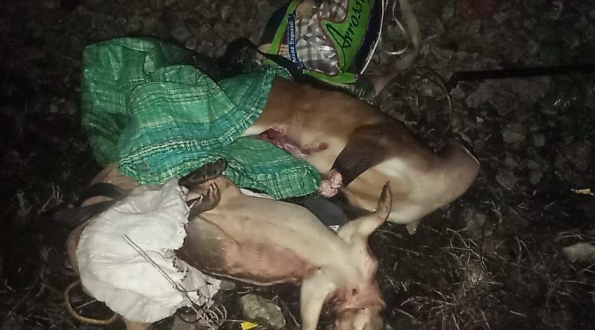  Hallan animales de vida silvestre muertos por caza ilegal en Colón