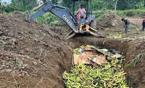  Aduanas retiene y destruye 25 mil plátanos verdes