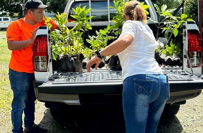  En los seis primeros meses Chiriquí ha logrado producir más de 10 mil plantones