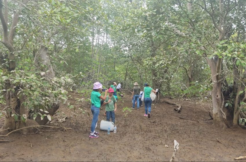  Estudiantes reforestan 1500 propágulos en el Estero Claridad de Chame