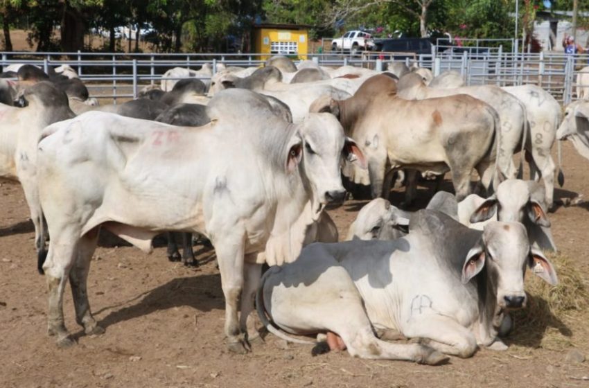  Panamá declara Estado de Emergencia zoosanitaria para controlar brote del Gusano Barrenador