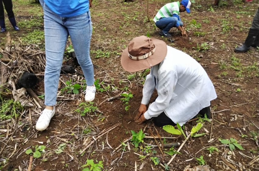  Estudiantes realizan jornada de reforestación en la Costa Abajo de Colón