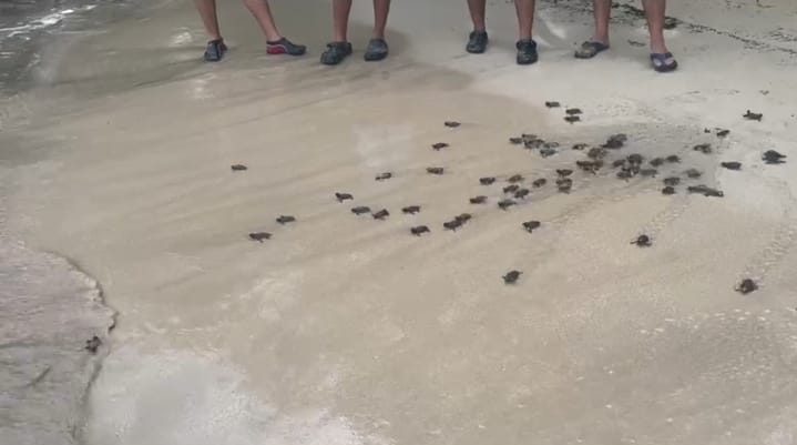  Liberan más de 170 tortuguitas en playa de área protegida en Colón