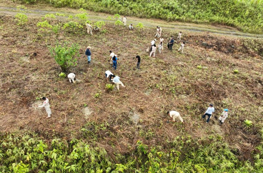  Realizan jornada de restauración forestal en zonas de amortiguamiento del Parque Nacional Santa Fe en Veraguas