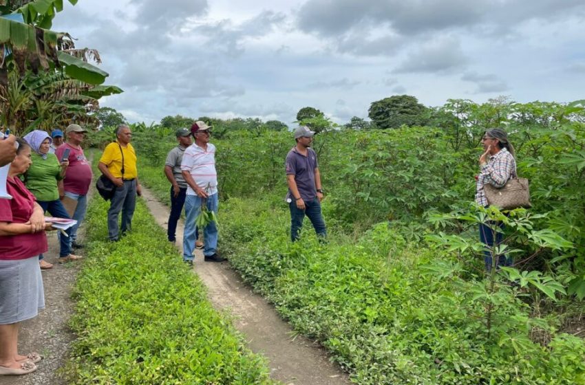  Promueven cultivo de yuca en Barú